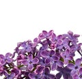 Branch with lilac flowers isolated on white background. Royalty Free Stock Photo