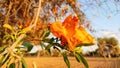 Blossoming Tecomella Undulata (Rohida) tree, close up image