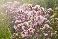 Blossoming thistle, Cirsium arvense. Wild thistle grass Cirsium arvense, Creeping Thistle in summer