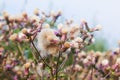 Blossoming thistle, Cirsium arvense. Wild thistle grass Cirsium arvense, Creeping Thistle in summer