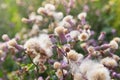 Blossoming thistle, Cirsium arvense. Wild thistle grass Cirsium arvense, Creeping Thistle in summer