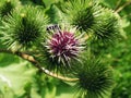 Blossoming thistle with a fly Royalty Free Stock Photo