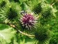 Blossoming thistle with a fly