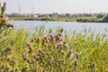 Blossoming thistle with pink flowers on brown background. Field with Silybum marianum Milk Thistle