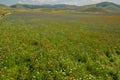 Blossoming time in Castelluccio di Norcia, Italy