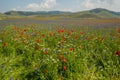 Blossoming time in Castelluccio di Norcia, Italy