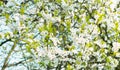 Blossoming time lapse of Cherry trees