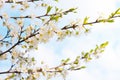 Blossoming time lapse of Cherry trees.