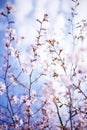 Blossoming tree Royalty Free Stock Photo