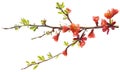 Blossoming Tree Royalty Free Stock Photo