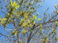 Seasons, tree, color, sky, blue, green, branches, leaf, spring, life Royalty Free Stock Photo