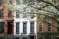 Blossoming tree, apartment building, Manhattan, New York City Royalty Free Stock Photo