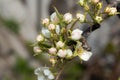 blossoming tree of an apple-tree. spring season