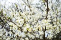 Blossoming tree of an apple-tree. Spring season