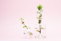 Blossoming tree branch cherry with white flowers in a bottle and a vase Royalty Free Stock Photo