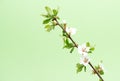 Blossoming tree branch cherry with white flowers on green background Royalty Free Stock Photo