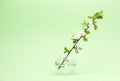 Blossoming tree branch cherry with white flowers in a vase Royalty Free Stock Photo