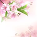 Blossoming tree branch with pink flowers Royalty Free Stock Photo