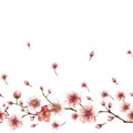 A blossoming tree branch spring sakura cherry flowers and buds seamless border Watercolor hand drawn Royalty Free Stock Photo