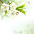 Blossoming tree branch with white flowers Royalty Free Stock Photo