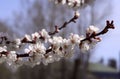 Blossoming tree branch with white flowers against a blue sky and garden. Royalty Free Stock Photo