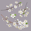 Blossoming tree branches. Spring flowers