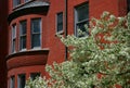 Blossoming tree and brick hous Royalty Free Stock Photo