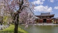 Blossoming tree at the Byodo-In Temple in Uji, Kyoto, Japan in spring season Royalty Free Stock Photo