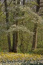 Blossoming tree with daffodills in spring