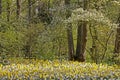 Blossoming tree with daffodills in spring