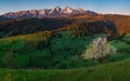 Blossoming tree illuminated by the sun on a green spring pasture under beautiful snowy mountains with blue sky