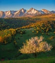 Blossoming tree illuminated by the sun on a green spring pasture under beautiful snowy mountains with blue sky.