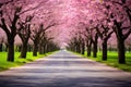 Blossoming Tree Lined Street Royalty Free Stock Photo