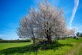 Blossoming tree in the middle of pasture