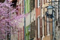 Blossoming tree at the narrow street of the medieval town in Villefranche de Conflent, France.