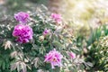 Blossoming tree peony bush spring background