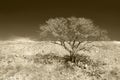 Blossoming tree in spring