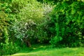 Blossoming tree in spring on rural meadow Royalty Free Stock Photo