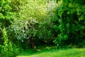 Blossoming tree in spring on rural meadow Royalty Free Stock Photo