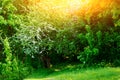 Blossoming tree in spring on rural meadow