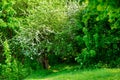 Blossoming tree in spring on rural meadow Royalty Free Stock Photo