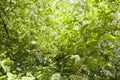 Blossoming tree in spring on rural meadow Abstract background morning warm light Royalty Free Stock Photo