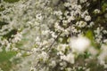 Blossoming tree in spring on rural meadow Royalty Free Stock Photo