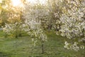 Blossoming tree in spring on rural meadow. Royalty Free Stock Photo