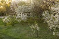 Blossoming tree in spring on rural meadow. Royalty Free Stock Photo