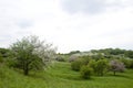 Blossoming tree in spring in rural scenery Royalty Free Stock Photo