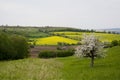 Blossoming tree in spring in rural scenery Royalty Free Stock Photo