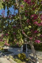 A blossoming tree in Spring