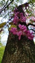 Blossoming tree trunk. Royalty Free Stock Photo