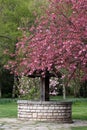 Blossoming tree and well Royalty Free Stock Photo